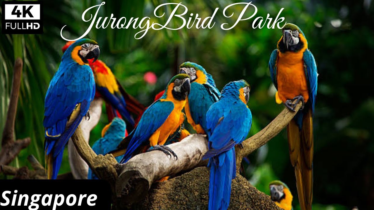 [4K] Asia's Largest Bird Park | Jurong Bird Park | Singapore | 2022 | Rare Birds
