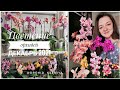 Обзор цветущих орхидей на стеллаже. Домашнее цветение фаленопсисов, декабрь 2021