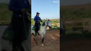Um pouco do curso de Equitação Básica 🤩