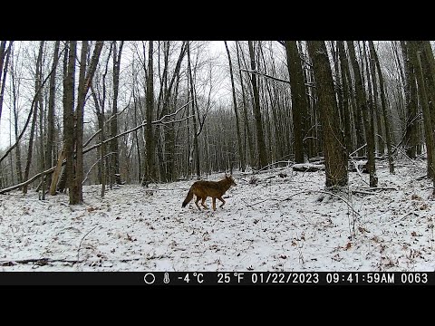 Michigan Trail Cameras: January 9, 2023 - January 24, 2023 (Camera 5)