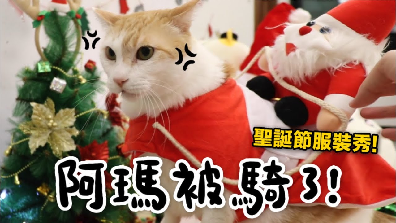 【黃阿瑪的後宮生活】阿瑪被騎了！聖誕節服裝秀！