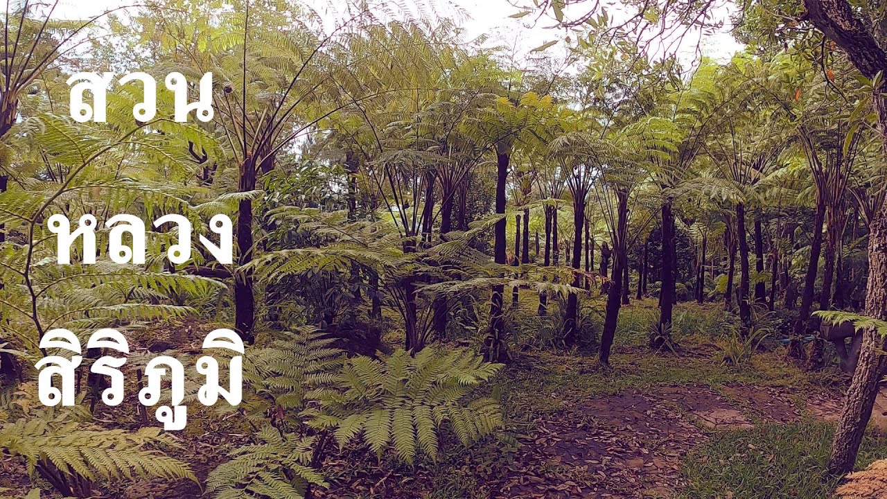 สวนน้ำตก สวนเฟิร์น พักใจสะบายกาย [สวนหลวงสิริภูมิ]