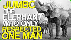 Jumbo, The Elephant Who Only Respected One Man (How Do You Stop a Giant Elephant) 