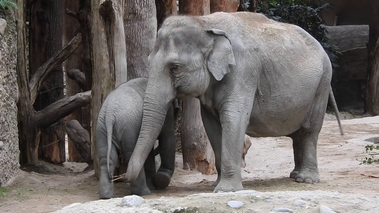 おばあちゃんゾウに挨拶する子象 Asian elephant with baby 2018 0916