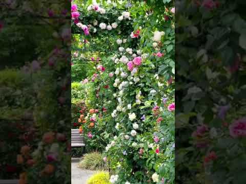 حديقة الورود في منتزه ميناتو نو ميرو أوكا رايكم فيه شوف صندوق الوصف دائما   