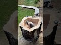 Carving the stump tub
