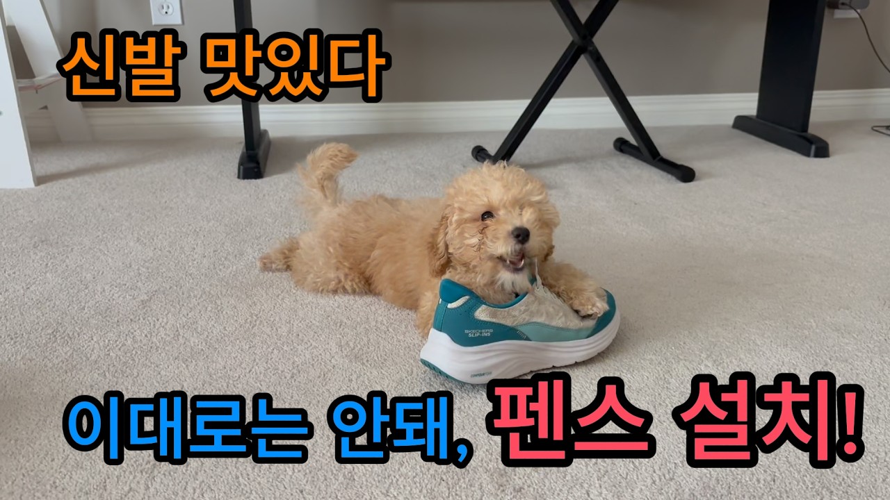 쿠키, 펜스, 그리고 탈출