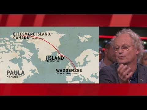 Trekvogels weer terug naar Nederland?