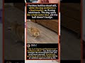 Shiba Inu Spins Like Helicopter 🌀 #ShibaInu #FunnyDog