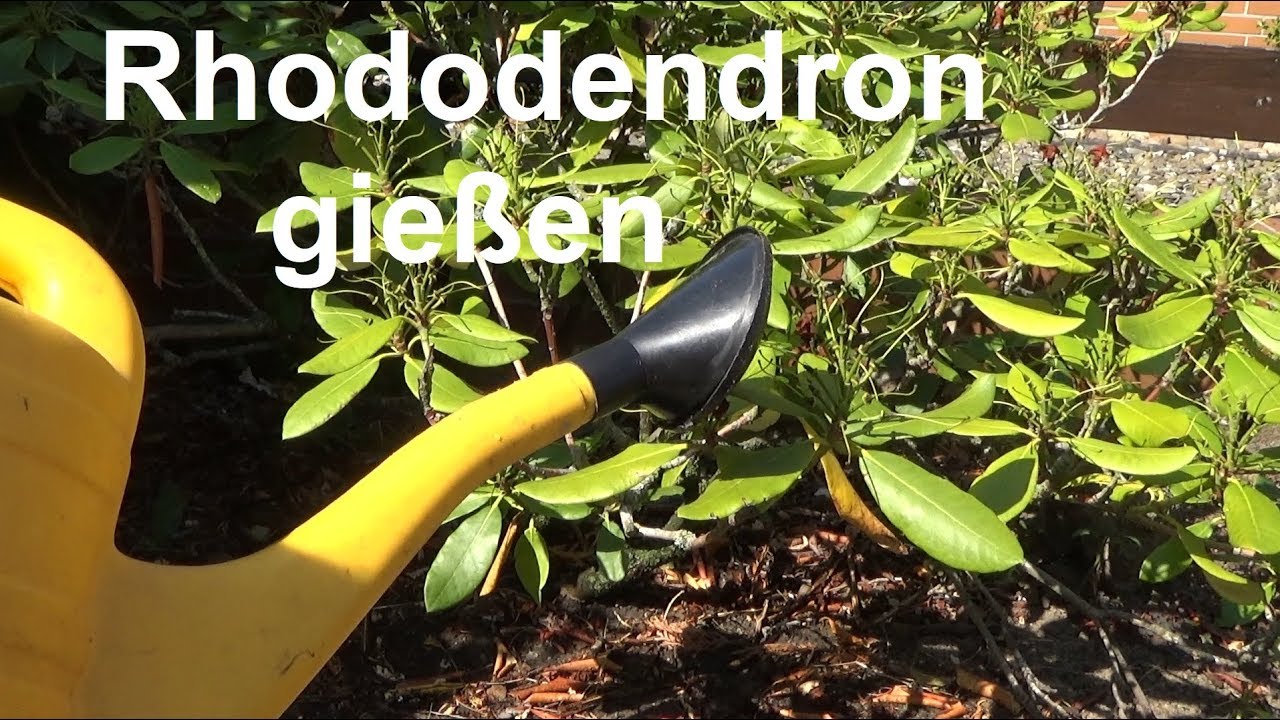 Rhododendron gieen und bewssern Rhododendron bentigt viel Wasser Hitze  Sommer
