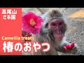 【高尾山さる園】椿のおやつ【SNOW MONKEY】