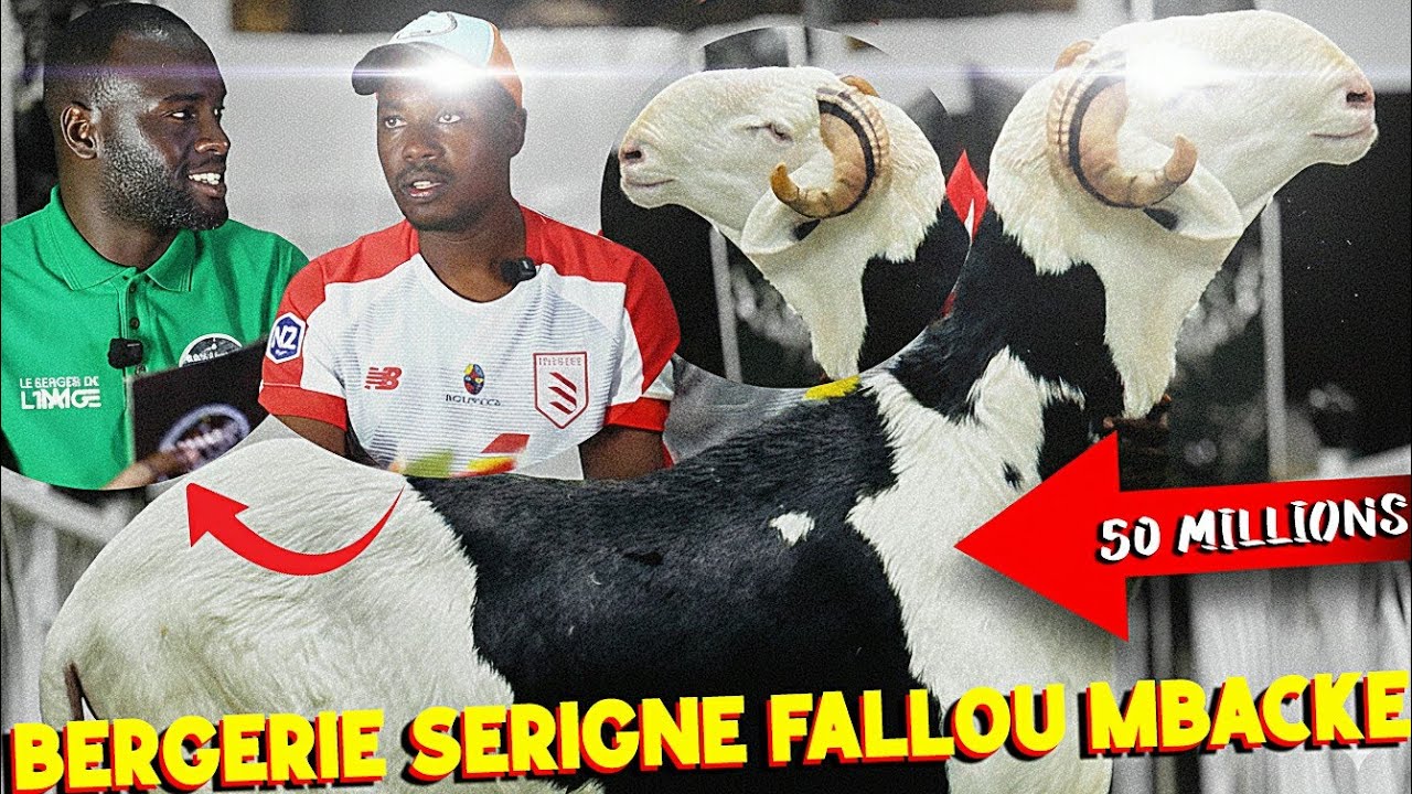 Ladoum, 150 millions, Maison, la Bergerie Serigne Fallou Mbacké / Baye Zale dans Waxtanú Élevage 