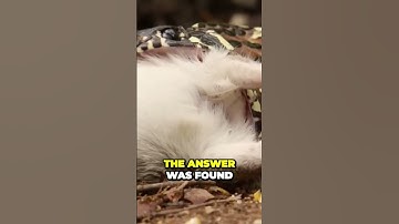 Insane Fact About Boa Constrictors Revealed: How They Can Breathe While Choking #snakes #shorts