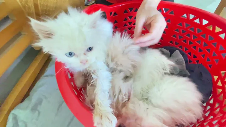 Watch the video about Bathing the kittens