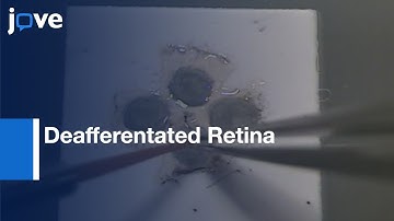 Patch Clamp Recordings of (SACs) in Deafferentated Retina | Protocol Preview