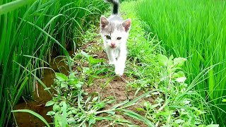 Adorable Kitten Adventure by Hewan Penghibur 58 views 9 days ago 2 minutes, 43 seconds