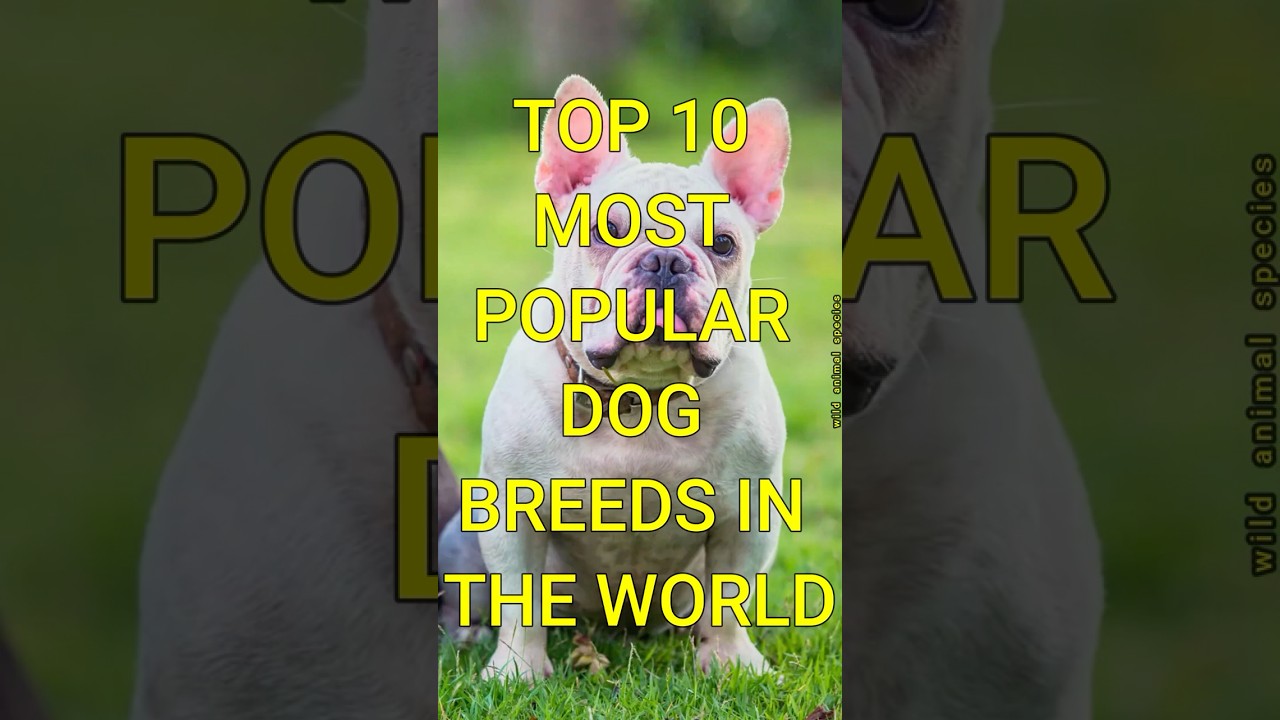 Top 10 Most  popular Dog breeds in the World 
