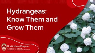 Hydrangeas: Know Them and Grow Them