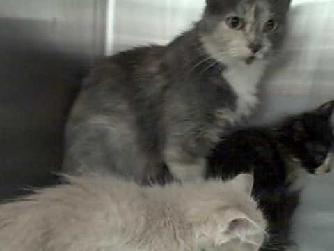 center for reproductive rights A734866 and Kittens