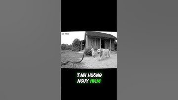 Con Chó Cứu Em Bé Nhỏ Khỏi Con Rắn Cắn #conchó #conran #camera