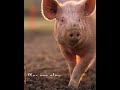 Farm animal facts for kids