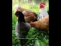 Farm animal facts for kids