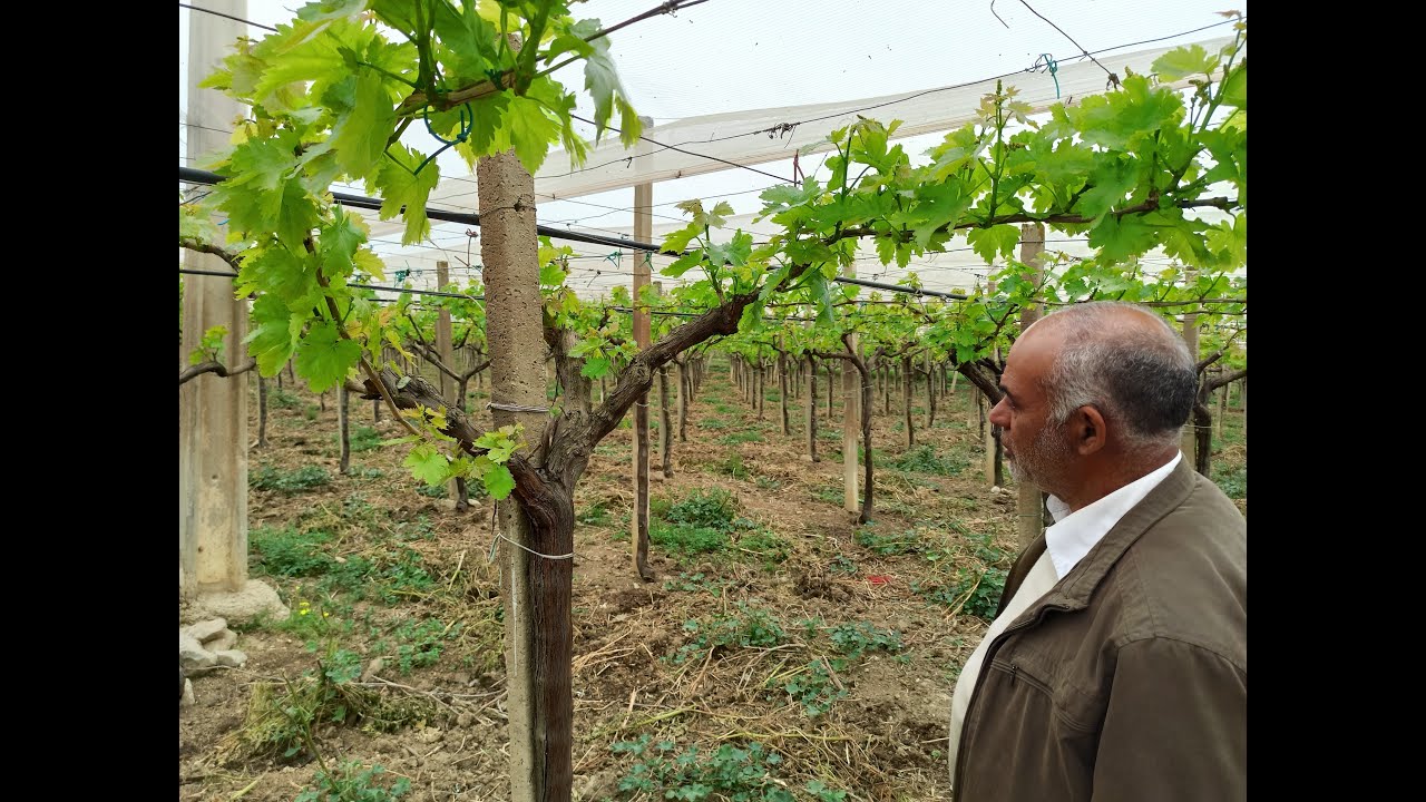 الدرس 1: هام جدا !! في إنتاج العنب ؛ التقليم الاخضر و نصائح أخرى ثمينة جدا