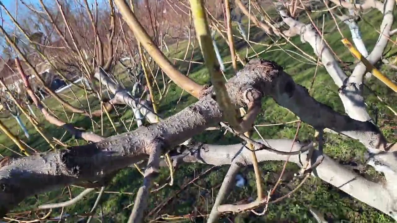 Обрізка персикового саду. 