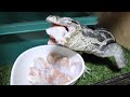オオトカゲに1kgの手羽元を与えた結果・・・