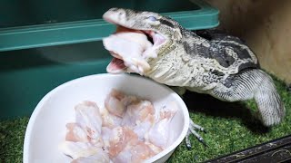 オオトカゲに1kgの手羽元を与えた結果・・・