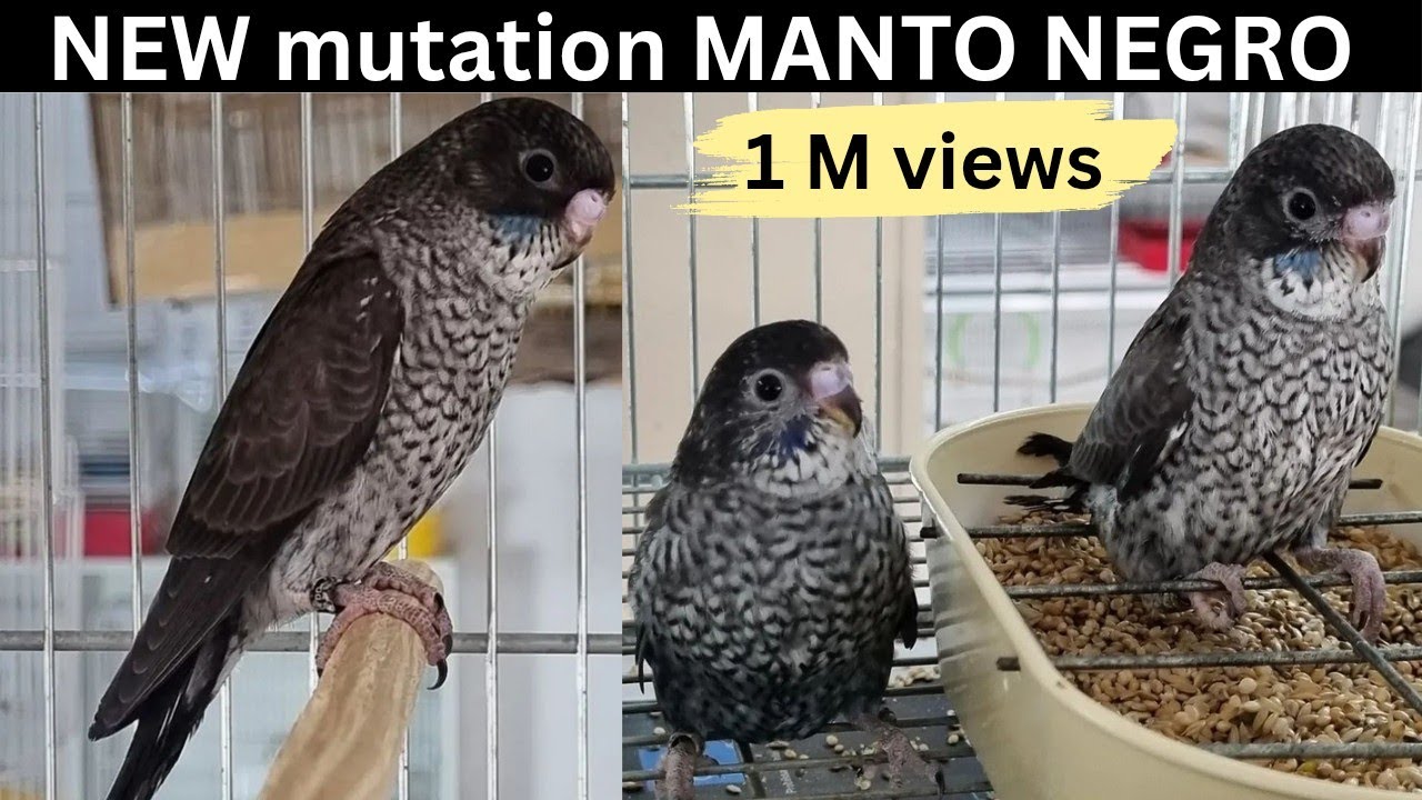 New mutation Manto Negro budgies