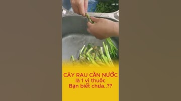 Rau cần nước là một vị thuốc bạn đã biết chưa #thaomocgiangmy