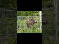 【有害鳥獣駆除】でかいでかい！！　なかなかのサイズのイノシシ来ました。【狩猟】 #wildboar #イノシシ #狩りボーイ