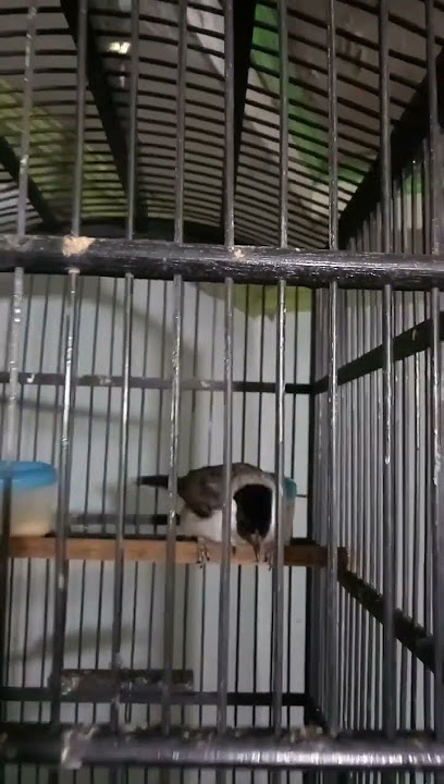 Burung kutilang bersuara keras ngeropel