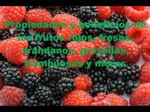 Beneficios del te frutos del bosque cuales son Beneficios del te frutos del bosque cuales son