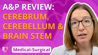 A&P Review: Cerebrum, Cerebellum & Brain Stem  MedicalSurgical  Nervous System | @LevelUpRN