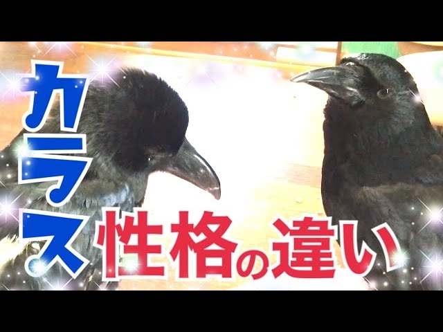 カラス悲鳴 目で訴えるカラスのクッピが可愛すぎるkuppi The Crow Youtube カラス悲鳴 目で訴えるカラスのクッピが可愛すぎるkuppi The Crow Youtube