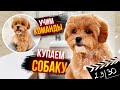 КУПАЕМ МАЛЬТИПУ.УЧИМ КОМАНДЫ.ГОТОВИМ ВКУСНЫЙ УЖИН.23/30