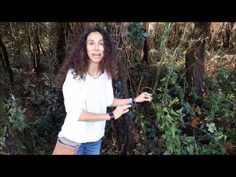 Vídeo: Cuidando de plantas de raiz de salsa - Como cultivar raiz de salsa