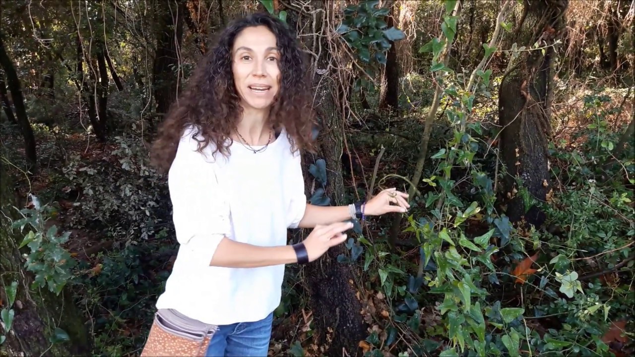 Zarzaparrilla-Arítjol-Smilax aspera