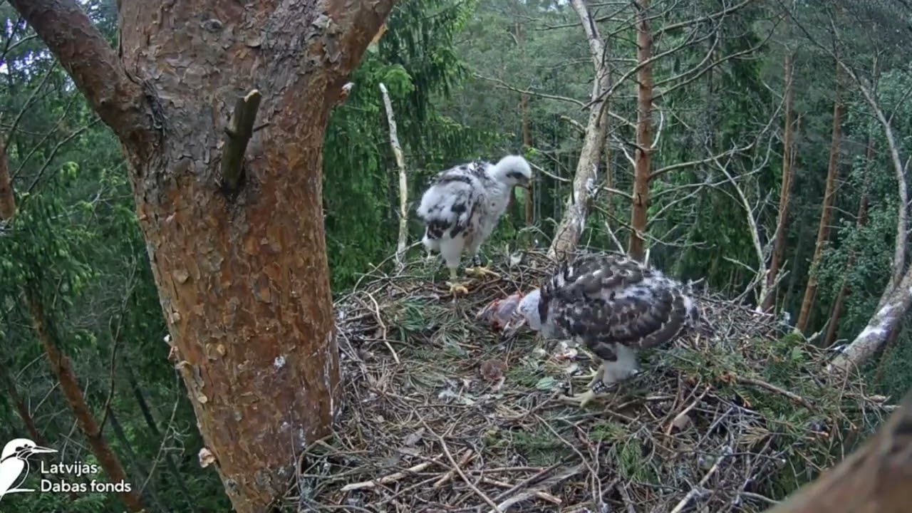 Nido de azor 2025 – Parte 2: anillamiento y el emocionante final ❤