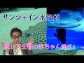 【水族館動画】サンシャイン水族館の生き物たちを紹介!ヒョウモンオトメエイ、バイカルアザラシの赤ちゃん、ゾウギンザメの卵殻などなど!
