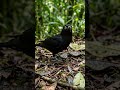 Don't look at this bird if you don't want to see how beautiful birds are in nature 🐦