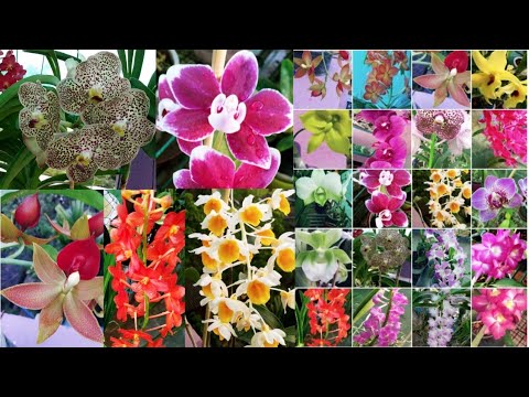 সুন্দর টিপস,নানা ধরনের ভ্যারাইটি অর্কিড কোথায় পাবেন//easy to grow orchid Plant//Green Friends//