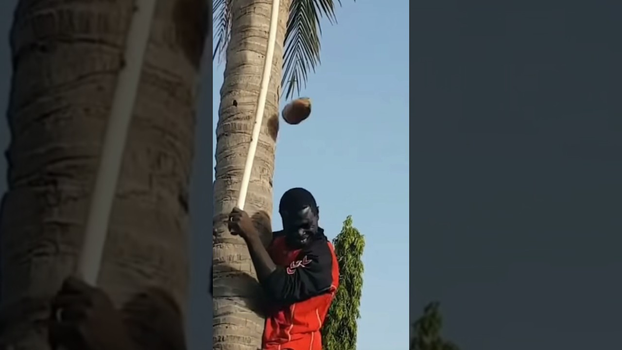 Guy got hit in the head with a coconut! 