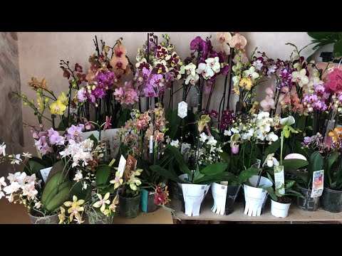 Videó: Orchidaceae Orchideák - Osztályozás, Leírás, A Termesztés és Az Otthoni Gondozás Jellemzői