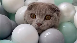 MY CATS REACTIONS TO A BALL PIT  🤣