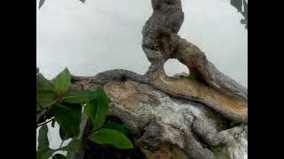 bonsai Beringin bunut
