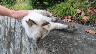 I Petted Cute Cat Which Has Blue Eyes