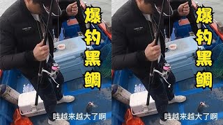 今天的鱼情太给力了，来的全是大黑鲷，又是爆箱的一天 #海钓 #浮游矶钓 #矶钓 #鱼竿 #鱼饵 #黑鲷